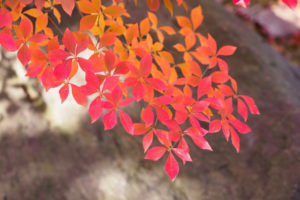 紅葉の写真
