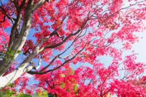 紅葉の写真