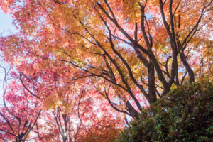 紅葉の写真