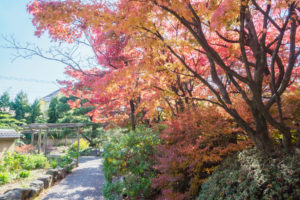 紅葉の写真