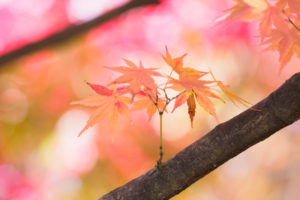 紅葉の写真