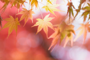 紅葉の写真