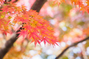 紅葉の写真