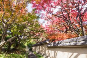 紅葉の写真