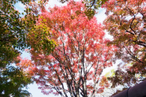 紅葉の写真