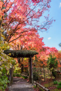 紅葉の写真