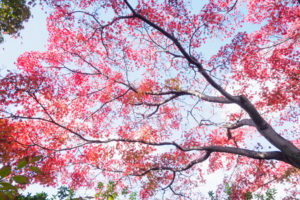 紅葉の写真