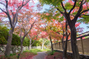 紅葉の写真
