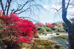 紅葉の写真