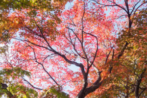 紅葉の写真