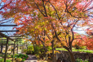 紅葉の写真