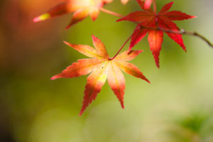 紅葉の写真