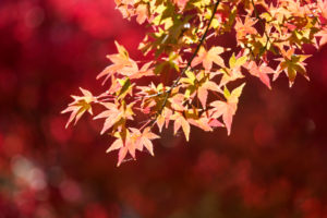 紅葉の写真