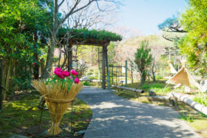 筥崎宮花庭園　冬ぼたん