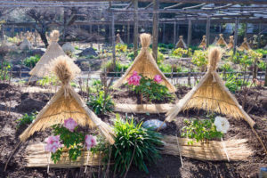筥崎宮花庭園　冬ぼたん