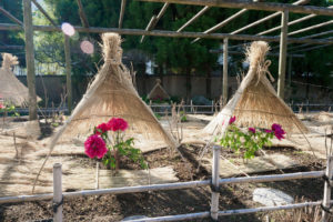 筥崎宮花庭園　冬ぼたん