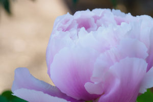 筥崎宮花庭園　冬ぼたん