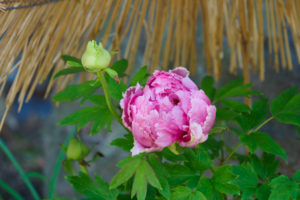 筥崎宮花庭園　冬ぼたん