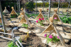 筥崎宮花庭園　冬ぼたん