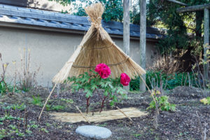 筥崎宮花庭園　冬ぼたん