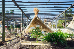 筥崎宮花庭園　冬ぼたん