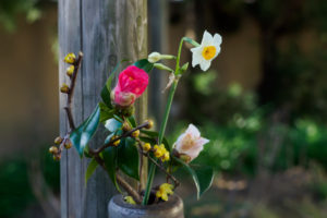 筥崎宮花庭園　季節の花