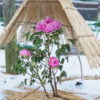 雪の中の冬ぼたん　筥崎宮・花庭園（2021年1月9日）