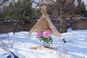 筥崎宮花庭園の冬ぼたん