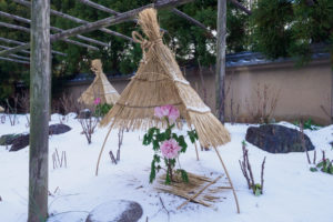 筥崎宮花庭園の冬ぼたん