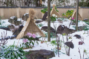 筥崎宮花庭園の冬ぼたん