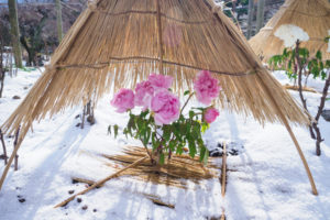 筥崎宮花庭園の冬ぼたん