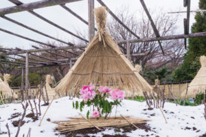 筥崎宮花庭園の冬ぼたん