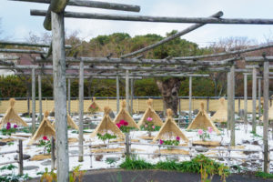 筥崎宮花庭園の冬ぼたん