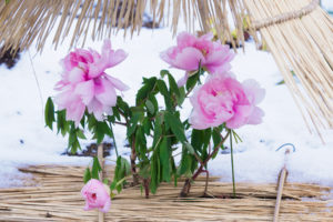 筥崎宮花庭園の冬ぼたん