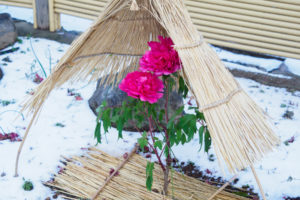 筥崎宮花庭園の冬ぼたん