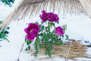 筥崎宮花庭園の冬ぼたん