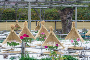 筥崎宮花庭園の冬ぼたん