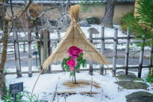 筥崎宮花庭園の冬ぼたん