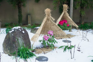 筥崎宮花庭園の冬ぼたん