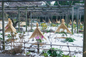 筥崎宮花庭園の冬ぼたん