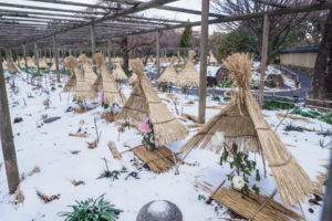 筥崎宮花庭園の冬ぼたん