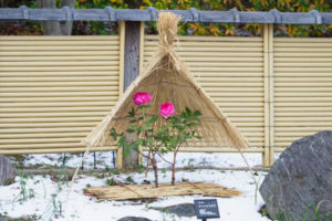 筥崎宮花庭園の冬ぼたん