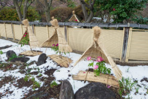 筥崎宮花庭園の冬ぼたん
