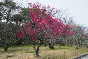 舞鶴公園の梅の写真