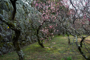 舞鶴公園の梅の写真