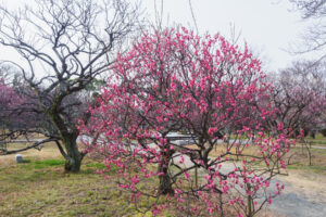 舞鶴公園の梅の写真