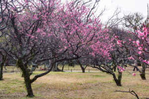 舞鶴公園の梅の写真