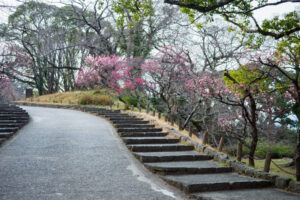 舞鶴公園の梅の写真
