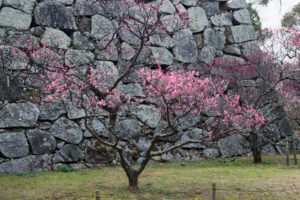 舞鶴公園の梅の写真