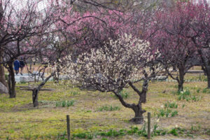 舞鶴公園の梅の写真